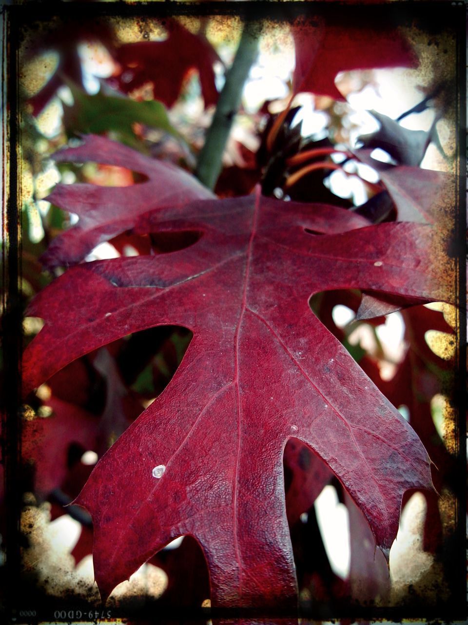 CLOSE-UP OF MAPLE LEAVES ON TREE