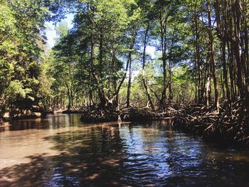 Scenic view of river amidst trees in forest