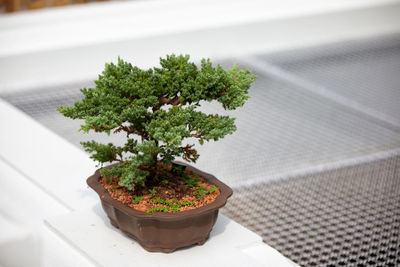 High angle view of bonsai tree on table