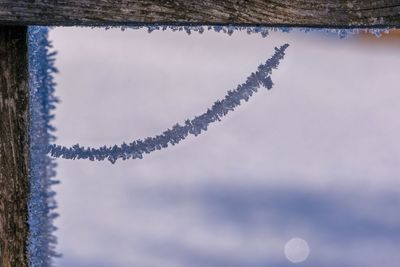 Low angle view of plant against sky