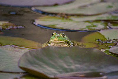 Close-up of frog on lake