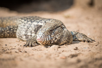 Close-up of lizard