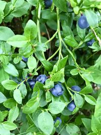 High angle view of fruits growing on plant