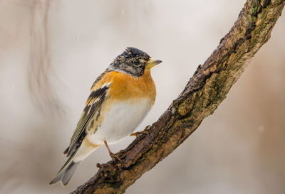 Close-up of bird perching on tree