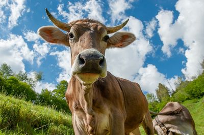 Portrait of cow on field against sky