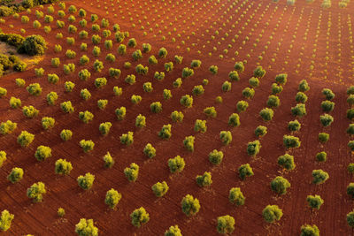 From above drone view of lush trees growing on brown soil on sunny summer day on farm