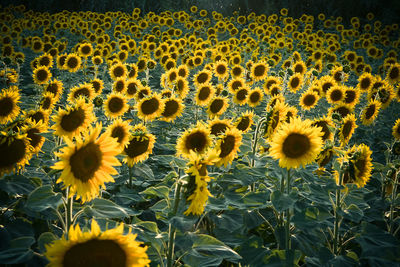 Close-up of sunflowers blooming outdoors