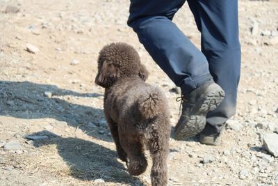 Low section of man with dog