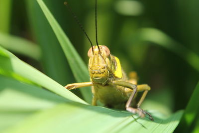 Close-up of insect on leaf