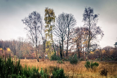 Trees on field against sky