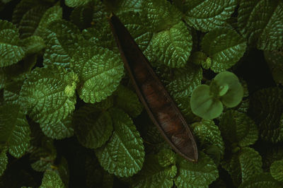 High angle view of insect on leaves