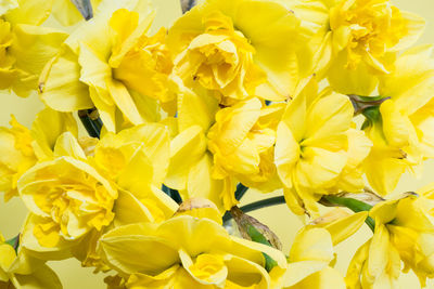 Close-up of yellow flowering plant