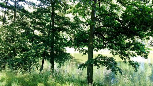 Reflection of trees in lake