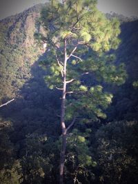 Trees and plants against sky