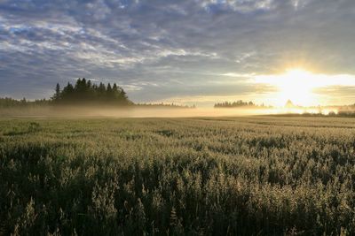 Scenic view of field against sky during sunset