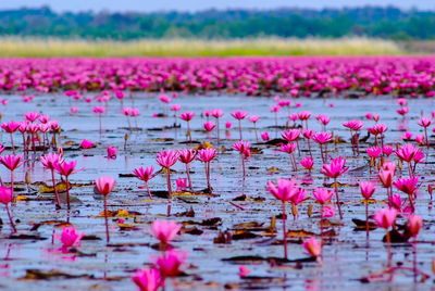 Pink lotus water lily in lake