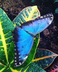 Close-up of butterfly on plant