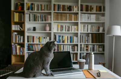 Domestic cat sitting by laptop on table at home