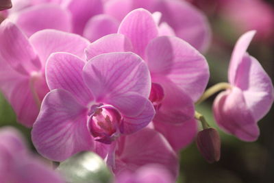 Phalaenopsis orchid shaped like butterflies