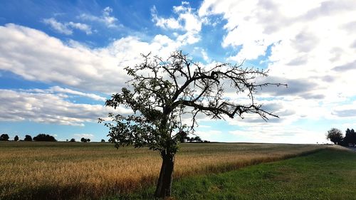 Tree on field against sky