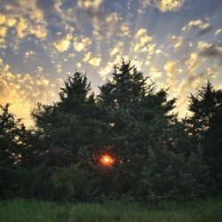 Trees against sky at sunset