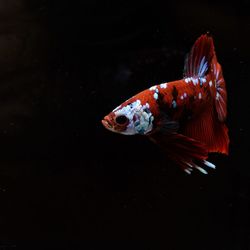 Close-up of fish swimming in sea