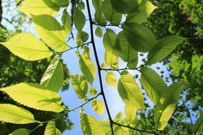 Low angle view of leaves against trees