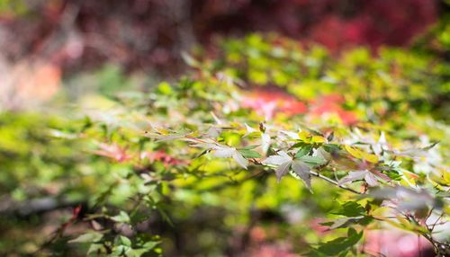 Close-up of plant during autumn