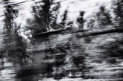 Full frame shot of trees in water