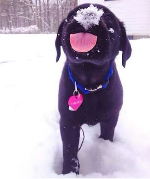 snow, winter, cold temperature, season, warm clothing, weather, looking at camera, portrait, lifestyles, dog, full length, front view, covering, pets, leisure activity, white color, standing, domestic animals