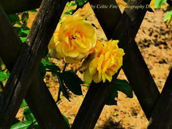 High angle view of yellow flowering plant