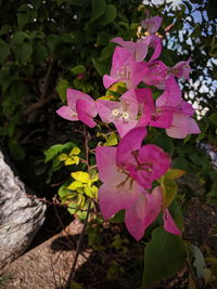 Close-up of pink flowering plant