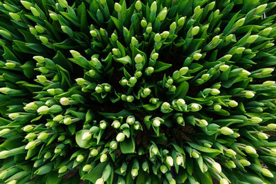 Full frame shot of fresh green plants