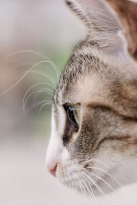 animal themes