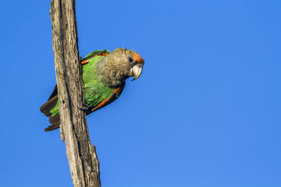 Low angle view of bird perching on branch against blue sky