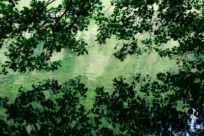 Reflection of trees in lake against sky