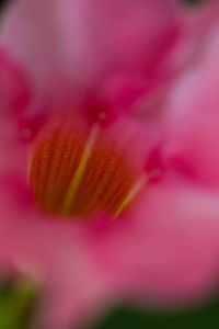 Close-up of pink flower blooming outdoors