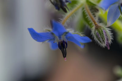 Close-up of purple flowers blooming