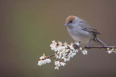 Close-up of bird perching on cherry blossom tree