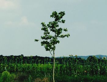 Plants growing on field