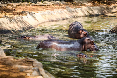 View of horse in lake