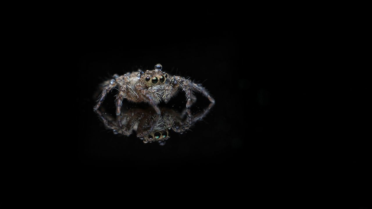 CLOSE-UP OF SPIDER ON WEB AGAINST BLACK BACKGROUND