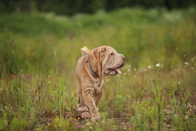 View of a dog on field