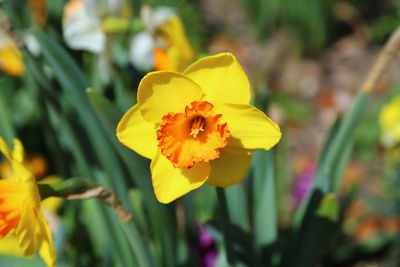 Close-up of yellow flowering plant