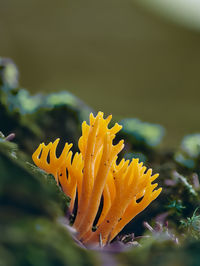 Close-up of yellow flowering plant