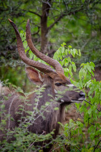 Deer in a forest