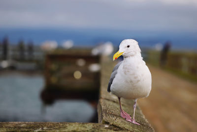 Close-up of seagull perching on wooden post