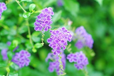 Close-up of purple flowers blooming outdoors