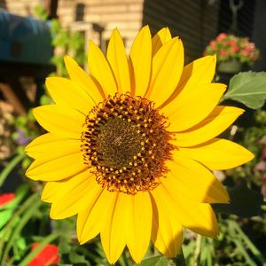 Close-up of sunflower blooming outdoors