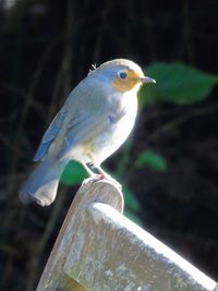 Close-up of bird perching outdoors